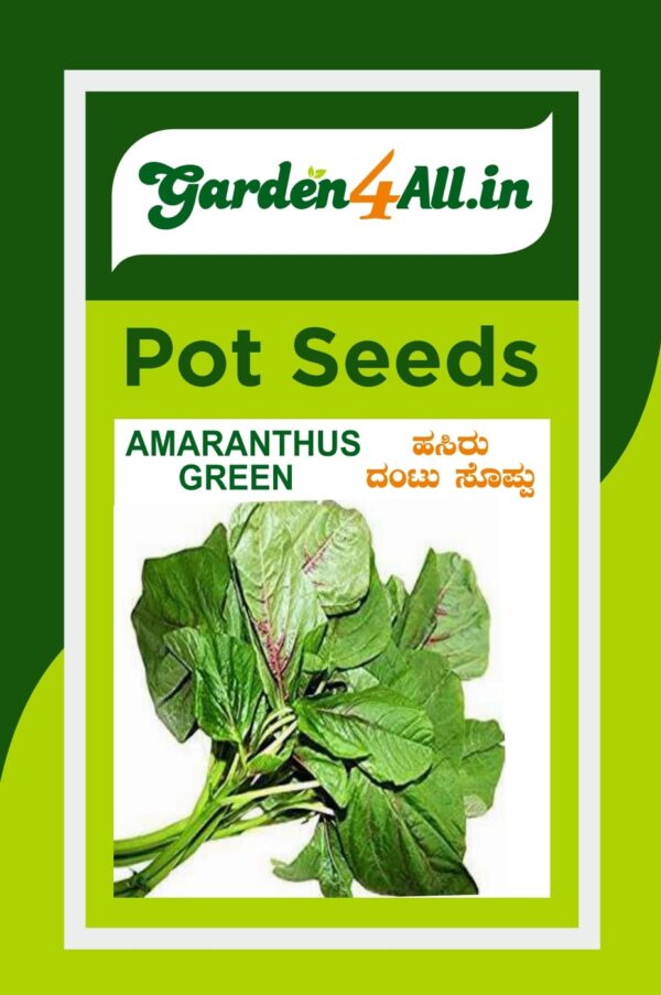 AMARANTHUS GREEN SEED