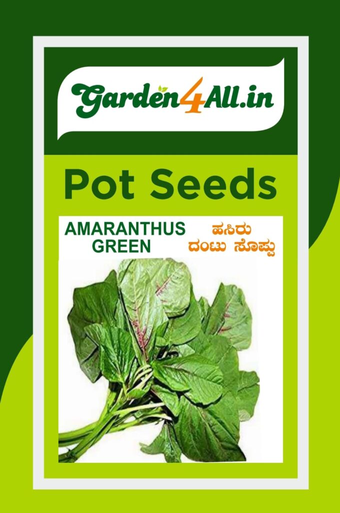 AMARANTHUS GREEN SEED