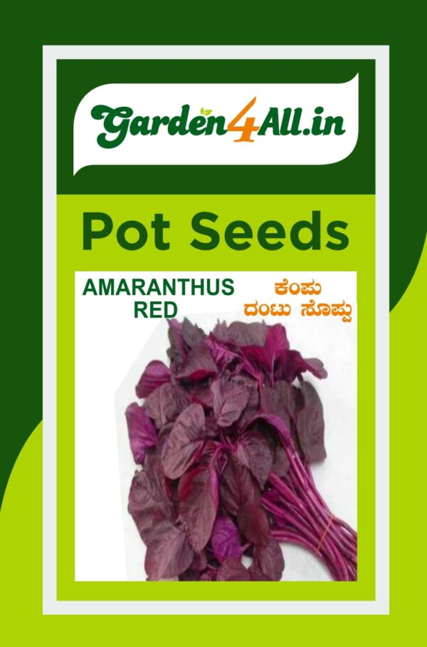 AMARANTHUS RED SEED