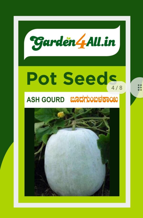 ASH GOURD SEEDS