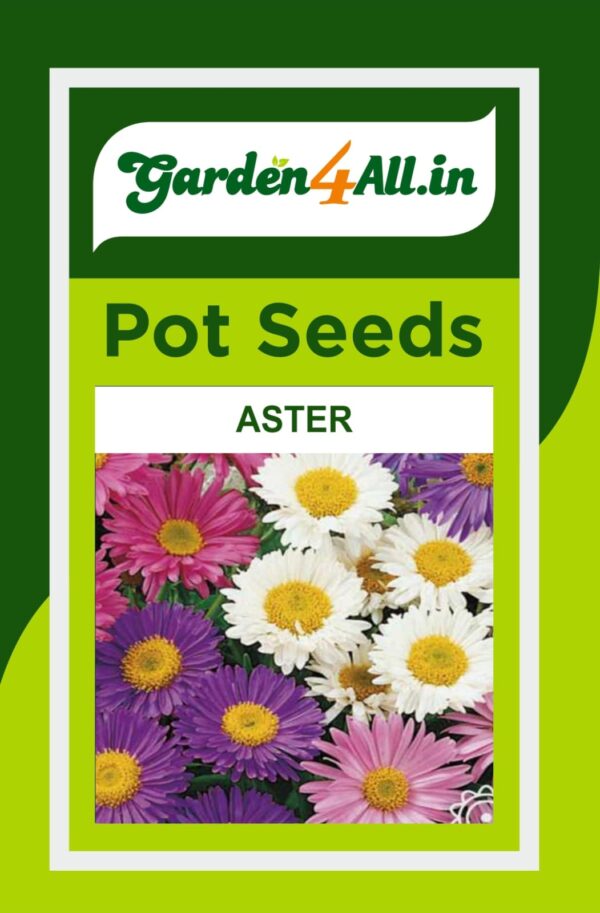 ASTER FLOWER SEEDS
