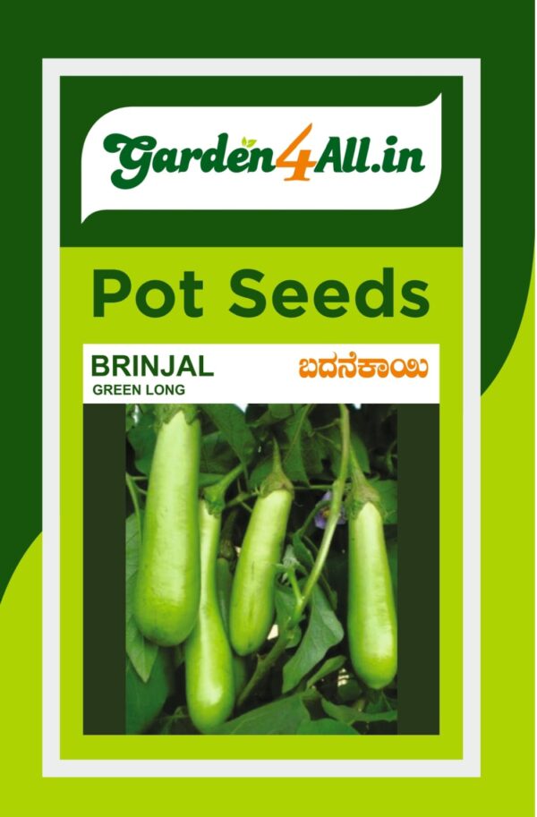 BRINJAL GREEN LONG POT SEEDS