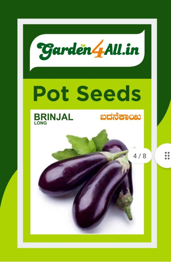 BRINJAL PURPLE POT SEEDS