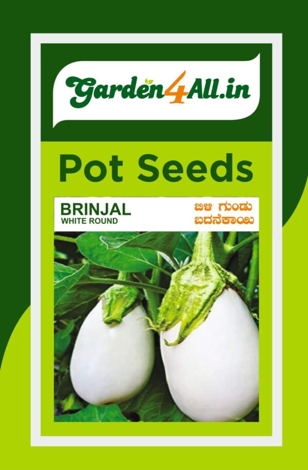 BRINJAL WHITE ROUND SEEDS