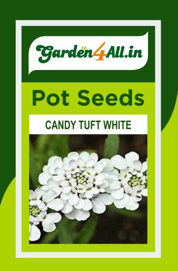 CANDY TUFT WHITE SEEDS