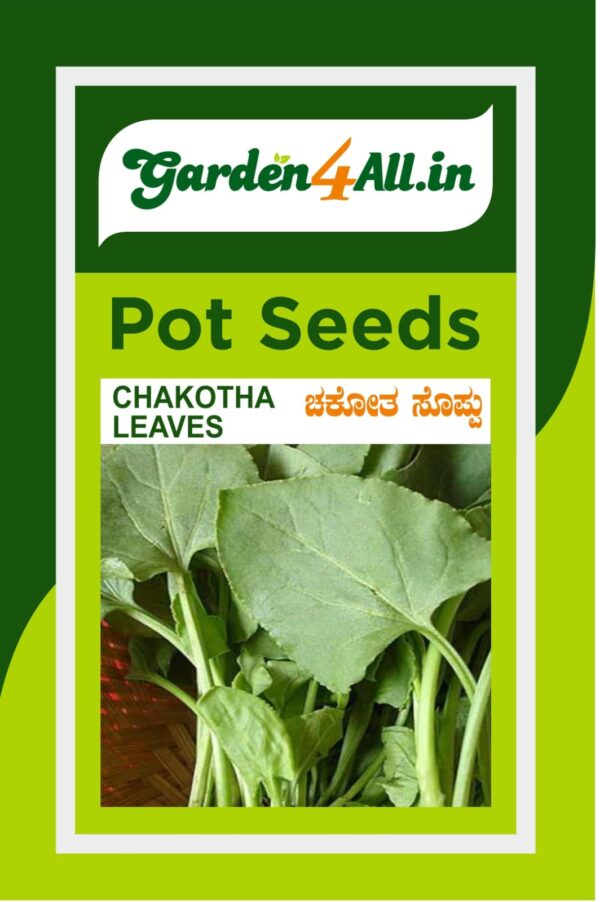 CHAKOTHA LEAVES SEEDS