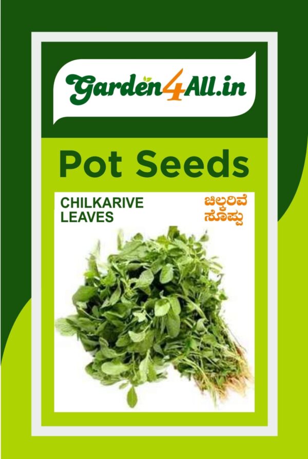 CHILKARIVE LEAVES SEEDS