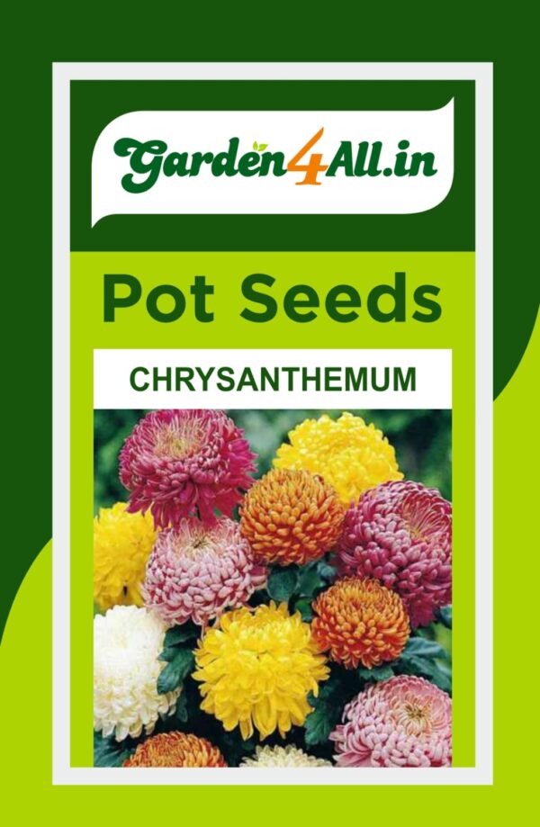 CHRYSANTHEMUM FLOWER SEEDS