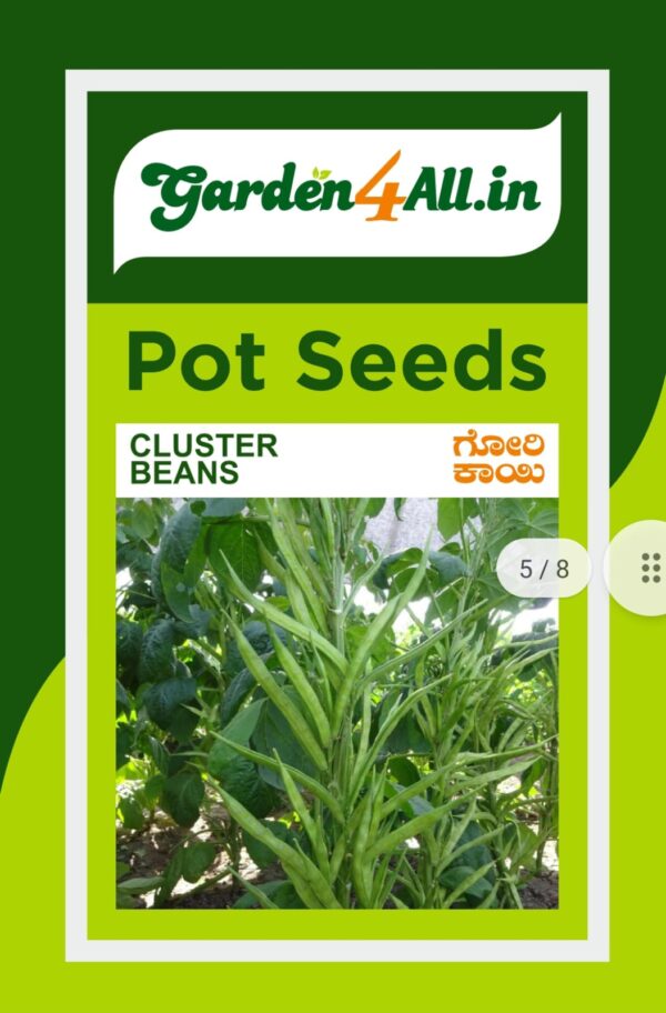 CLUSTER BEANS SEEDS