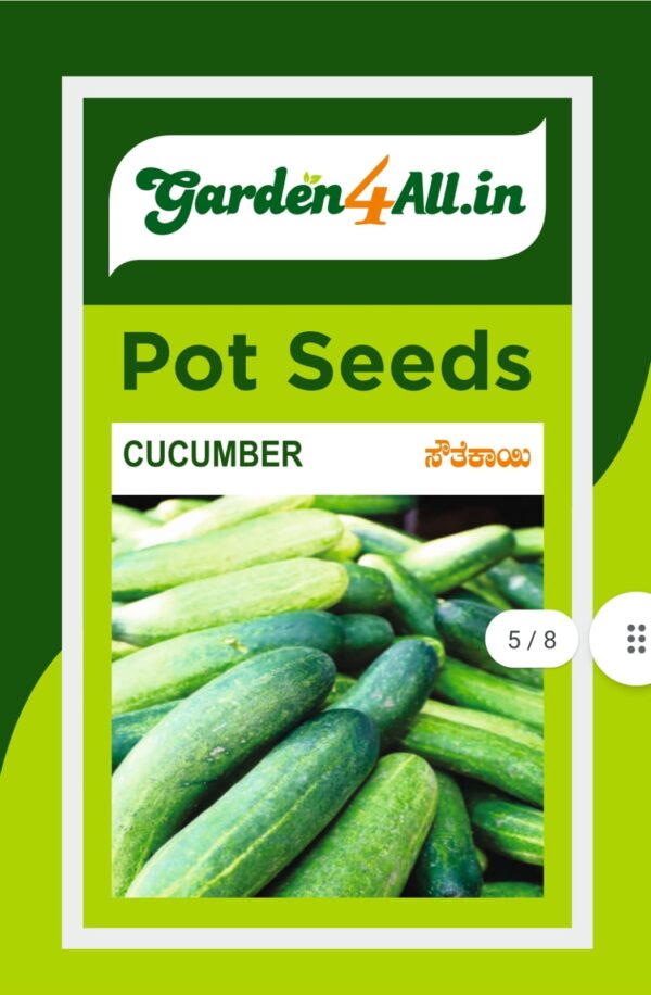 CUCUMBER SEEDS