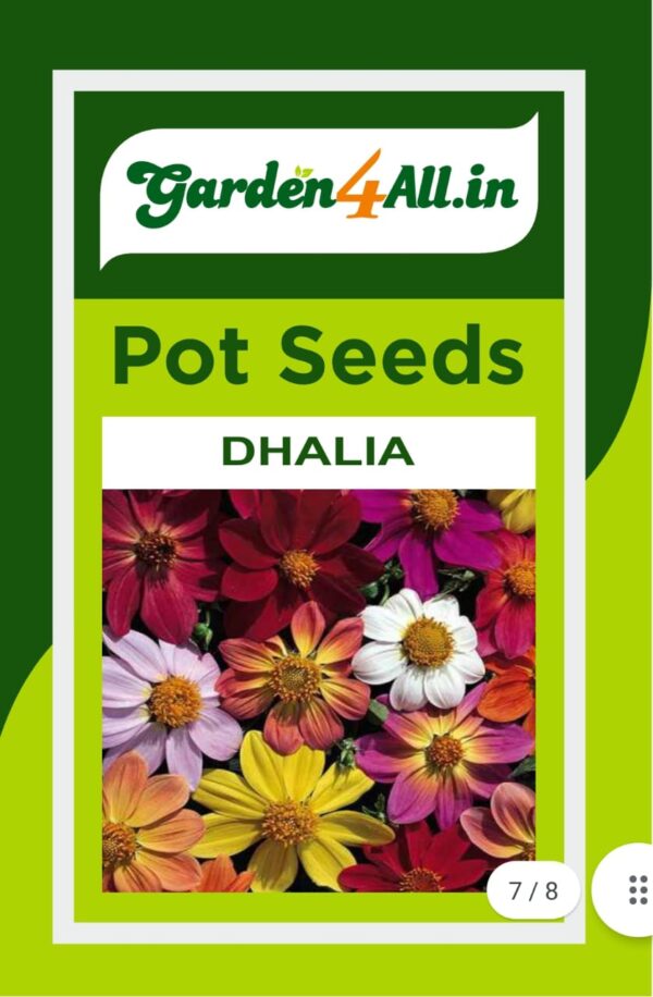 DHALIA FLOWER SEEDS