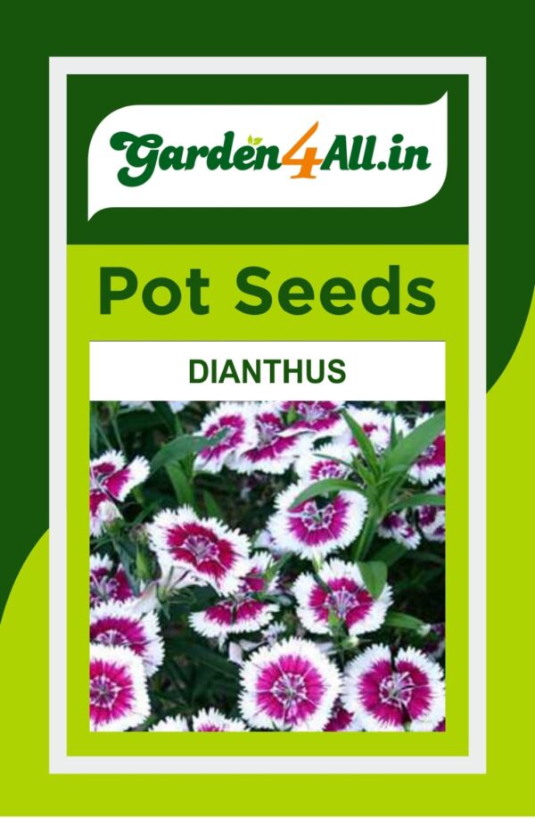 DIANTHUS FLOWER SEEDS