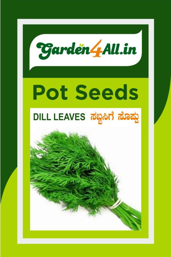 DILL LEAVES SEEDS