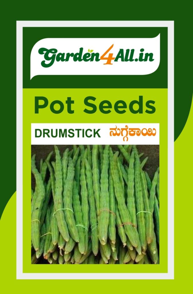 DRUMSTICK SEEDS