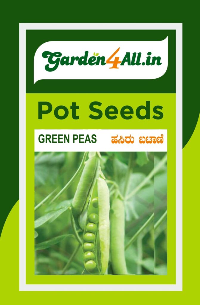 GREEN PEAS SEEDS