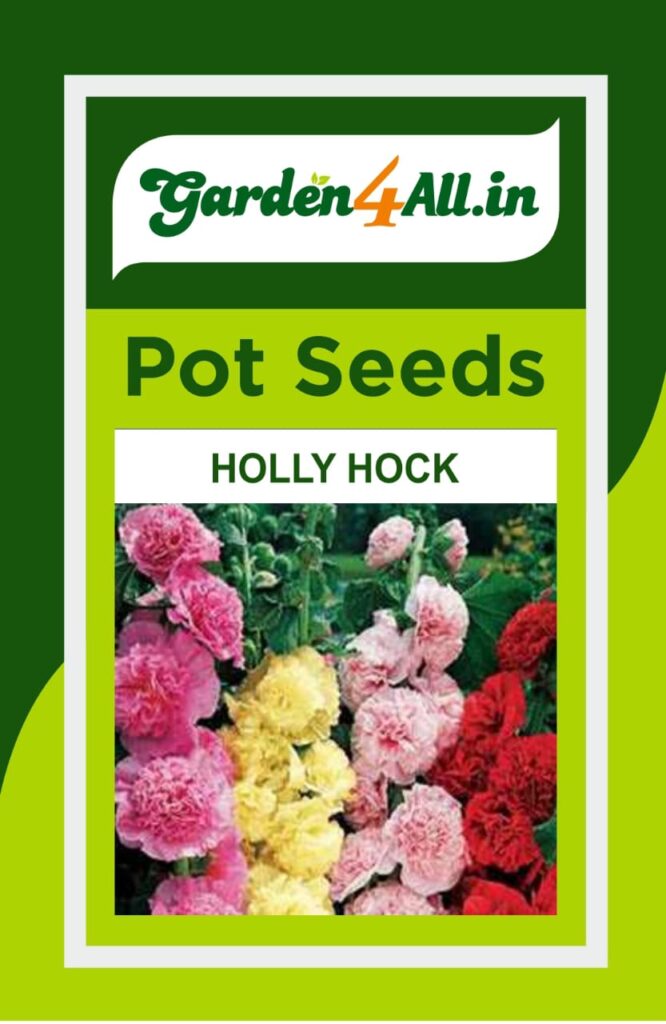 HOLLY HOCK FLOWER SEEDS