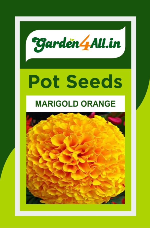 MARIGOLD ORANGE FLOWER SEEDS