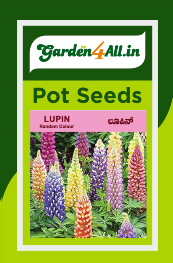 LUPIN FLOWER SEEDS