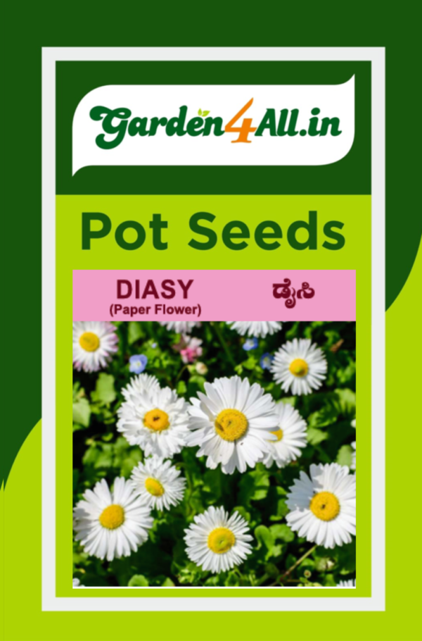 DIASY FLOWER SEEDS