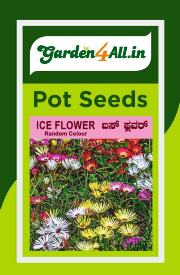 ICE FLOWER FLOWER SEEDS