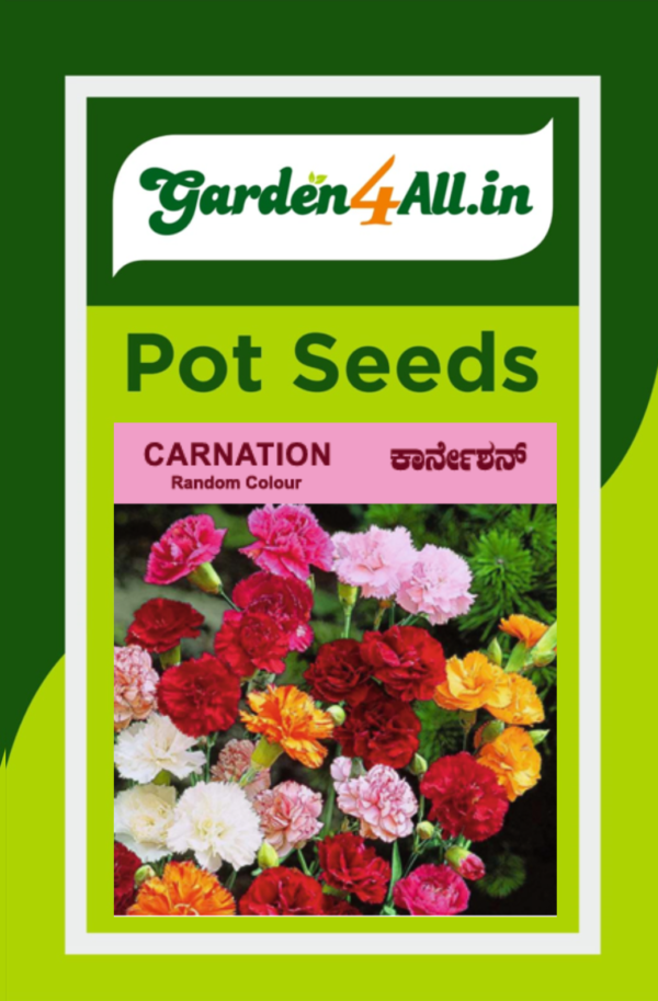 CARNATION FLOWER SEEDS