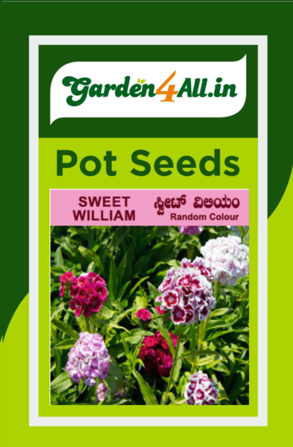 SWEET WILLIAM FLOWER SEEDS