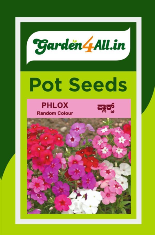 PHLOX FLOWER SEEDS