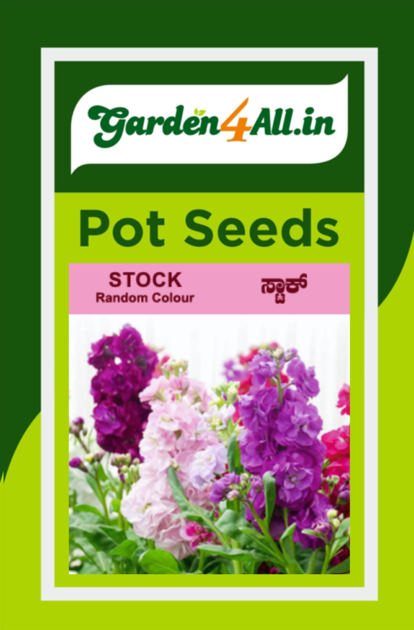 STOCK FLOWER SEEDS