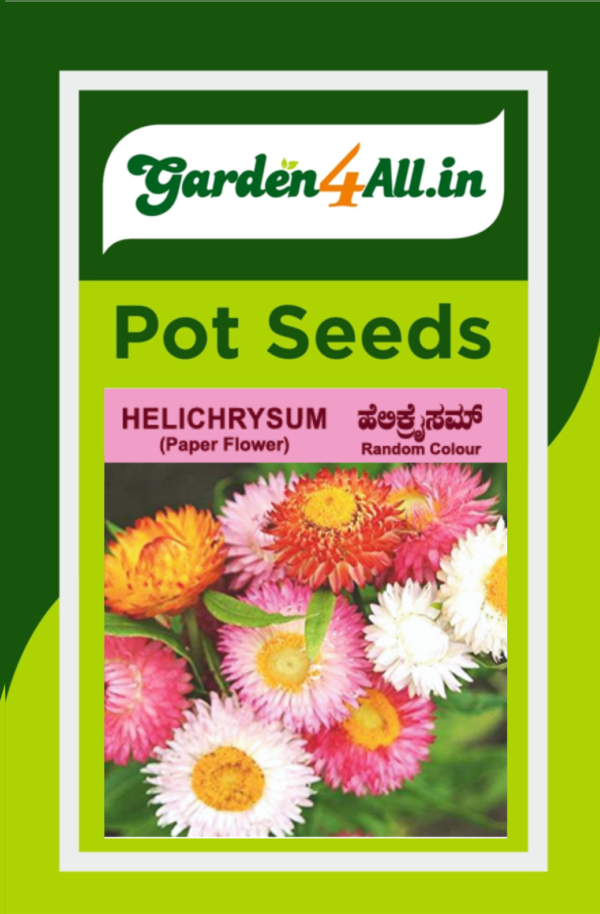 HELICHRYSUM FLOWER SEEDS