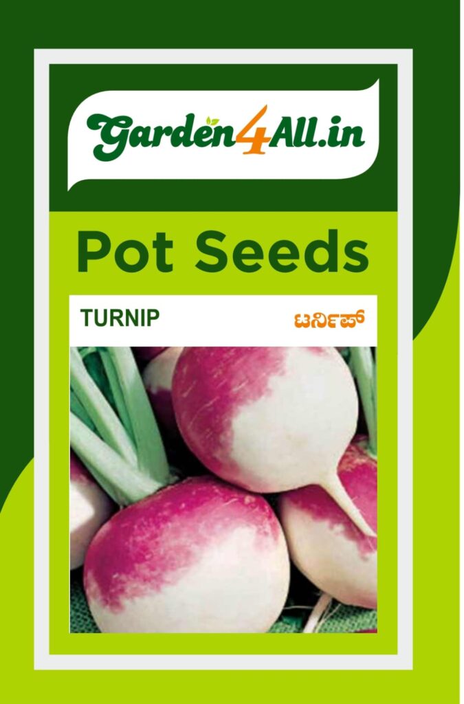 TURNIP SEEDS