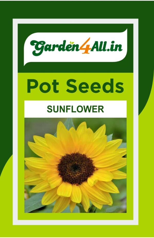 SUNFLOWER FLOWER SEEDS