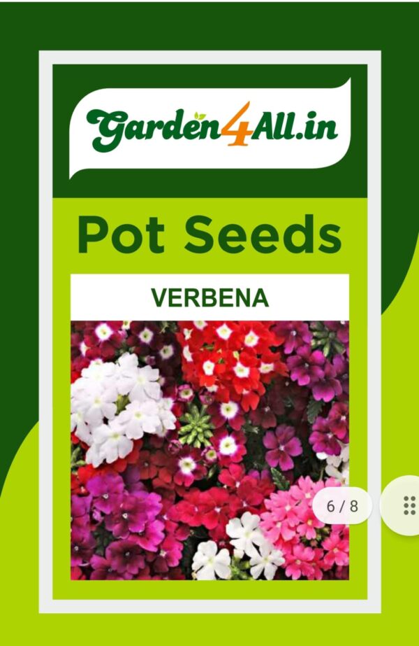 VERBENA FLOWER SEEDS