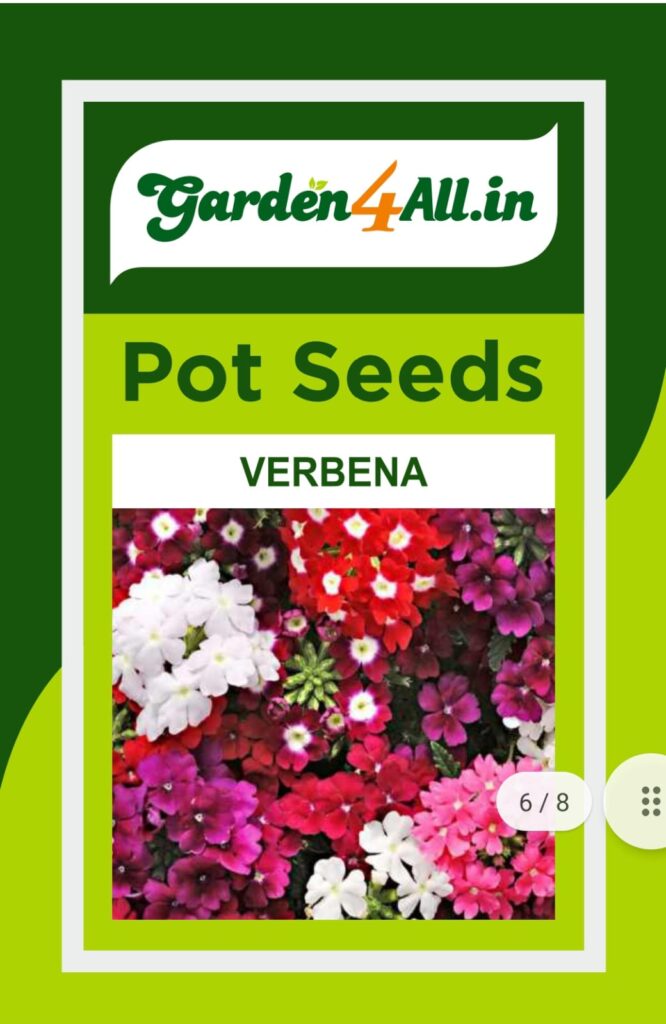 VERBENA FLOWER SEEDS