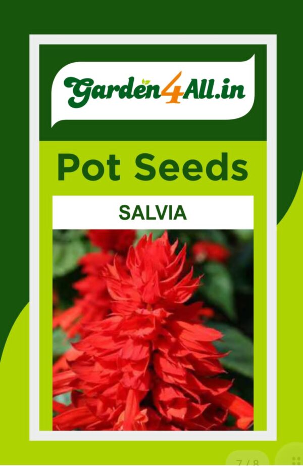 SALVIA FLOWER SEEDS